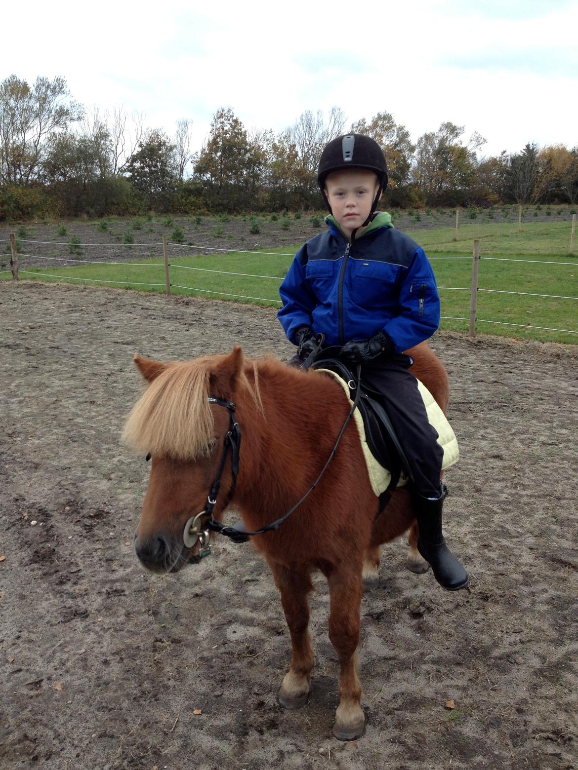 Shetlænder Solgårdens Lotte "Flotte Lotte" <3 - Emil på Lotte ;D  billede 15