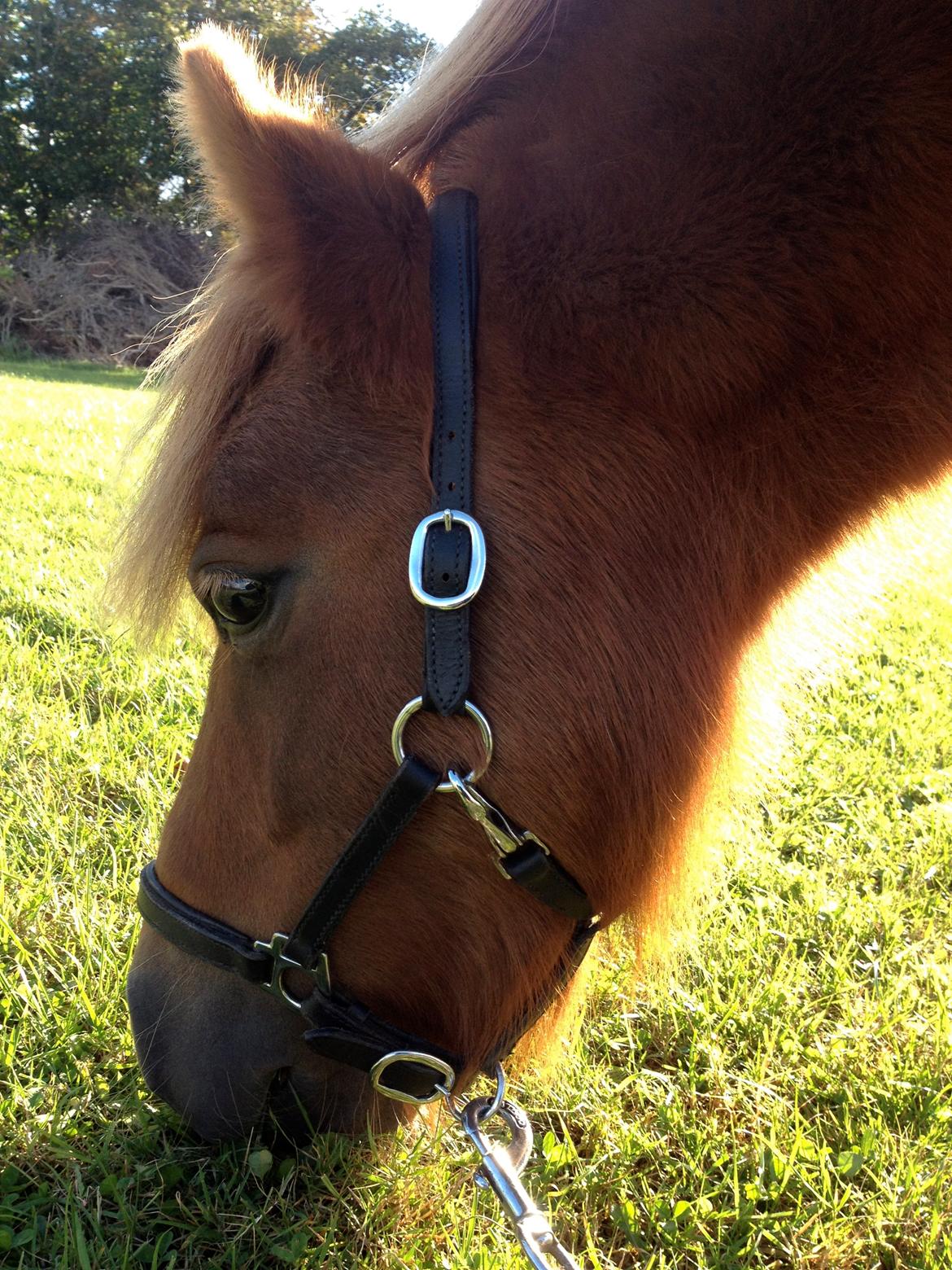 Shetlænder Solgårdens Lotte "Flotte Lotte" <3 - Velkommen til Lottes profil <3 billede 1