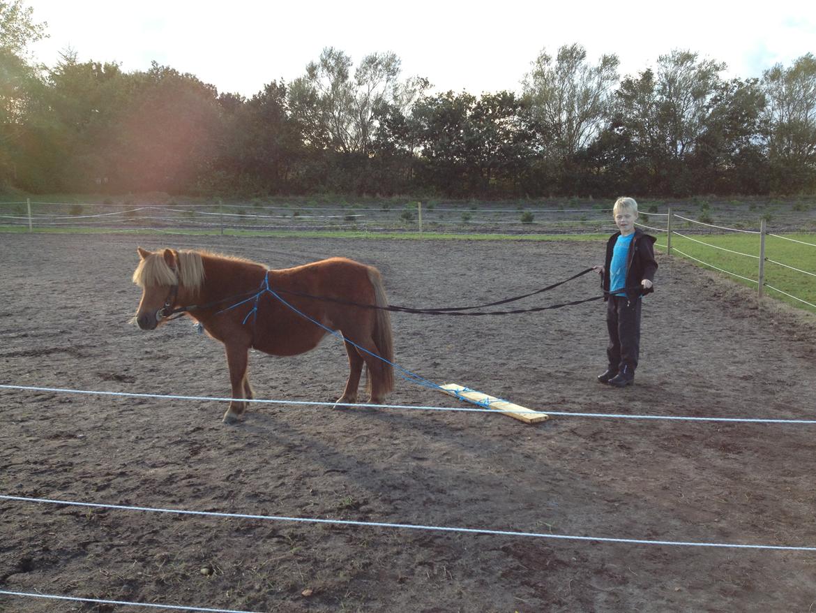 Shetlænder Solgårdens Lotte "Flotte Lotte" <3 - Potten med pind bag efter sig for første gang ;D  billede 16