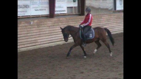 Anden særlig race Bahia - Kort tid efter han var kommet på rideskolen<3 billede 3