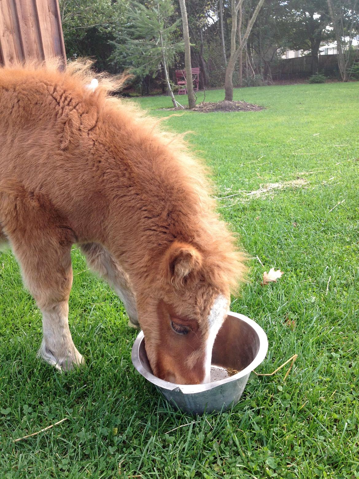 Shetlænder Lille Prins <3 - Lille mand med sin egen madskål for første gang <3 billede 19