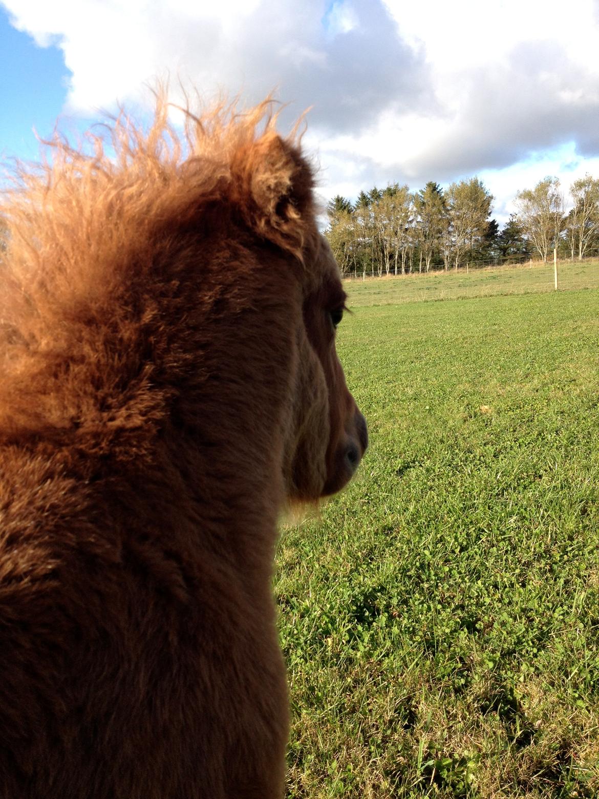 Shetlænder Lille Prins <3 billede 20