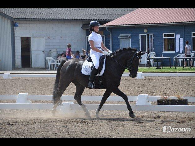 Anden særlig race Marmaja Hector SOLGT - Hector vinder første LA2 i Tinglev :-) Foto A-foto billede 12