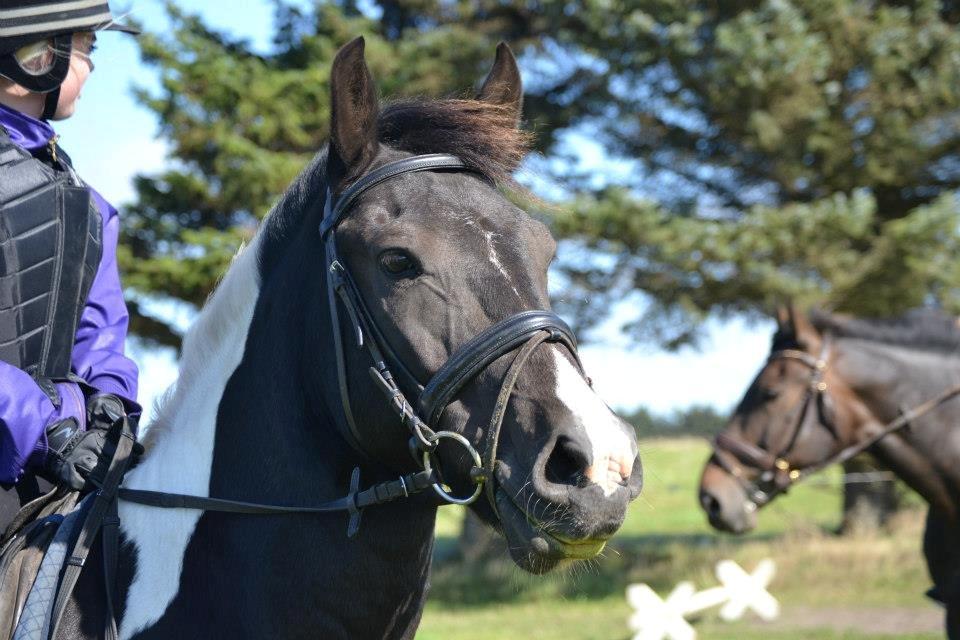 Pinto Vitterup efterskoles Shadow<3 billede 17
