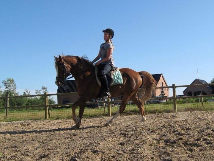 Anden særlig race Dreamer<3 billede 11