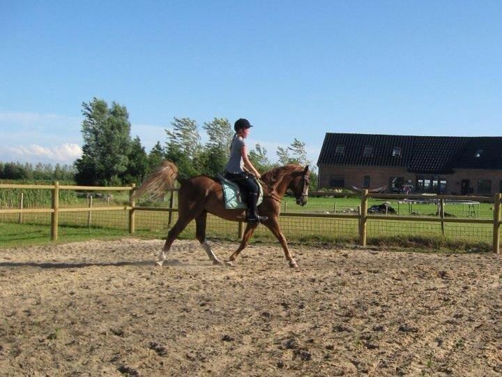 Anden særlig race Dreamer<3 billede 10