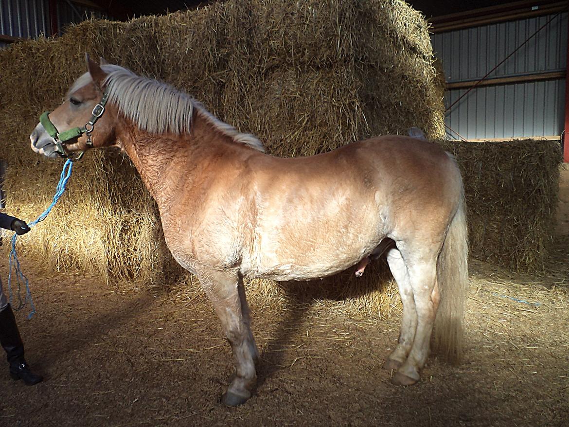 Haflinger | Cocio ~ MY SOULMATE!<3 R.I.P - Modelponyen <3 27. oktober 2012 billede 14