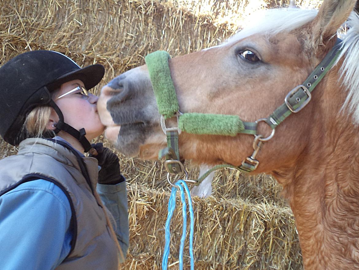 Haflinger | Cocio ~ MY SOULMATE!<3 R.I.P - Mysse :-*  billede 9