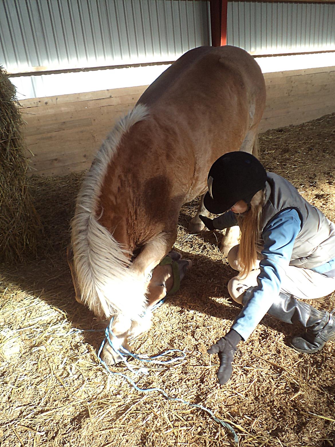 Haflinger | Cocio ~ MY SOULMATE!<3 R.I.P - Neje! <3 Nu uden at jeg hjælper <3 billede 11