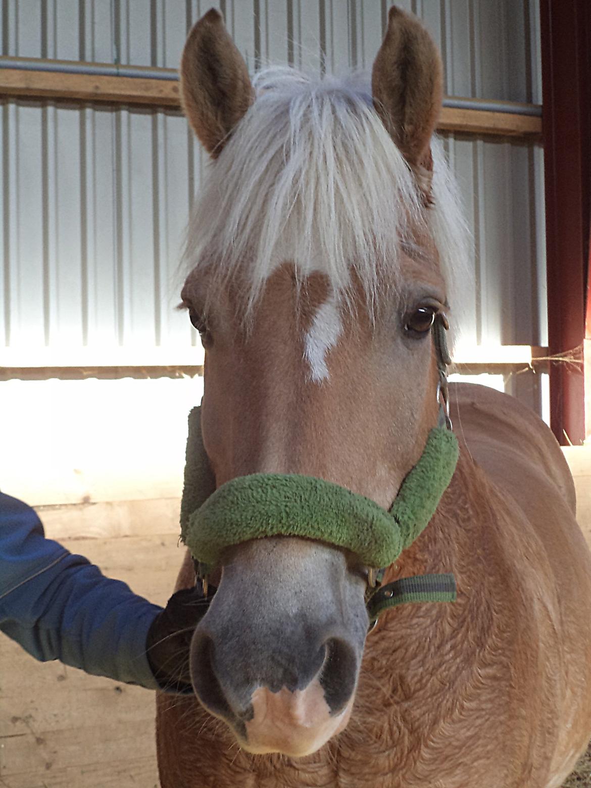 Haflinger | Cocio ~ MY SOULMATE!<3 R.I.P billede 2