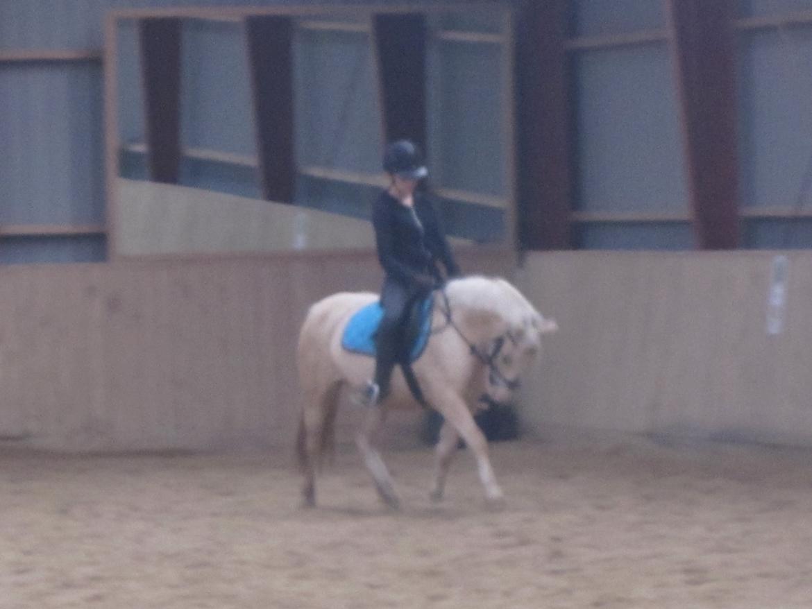 Welsh Pony (sec B) Sundance - I dresur. billede 8