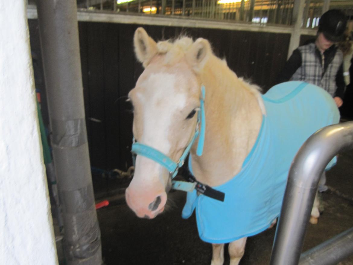 Welsh Pony (sec B) Sundance - Næsten klar, til første stævne. billede 9