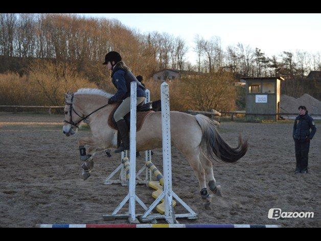 Fjordhest Fjolle billede 2