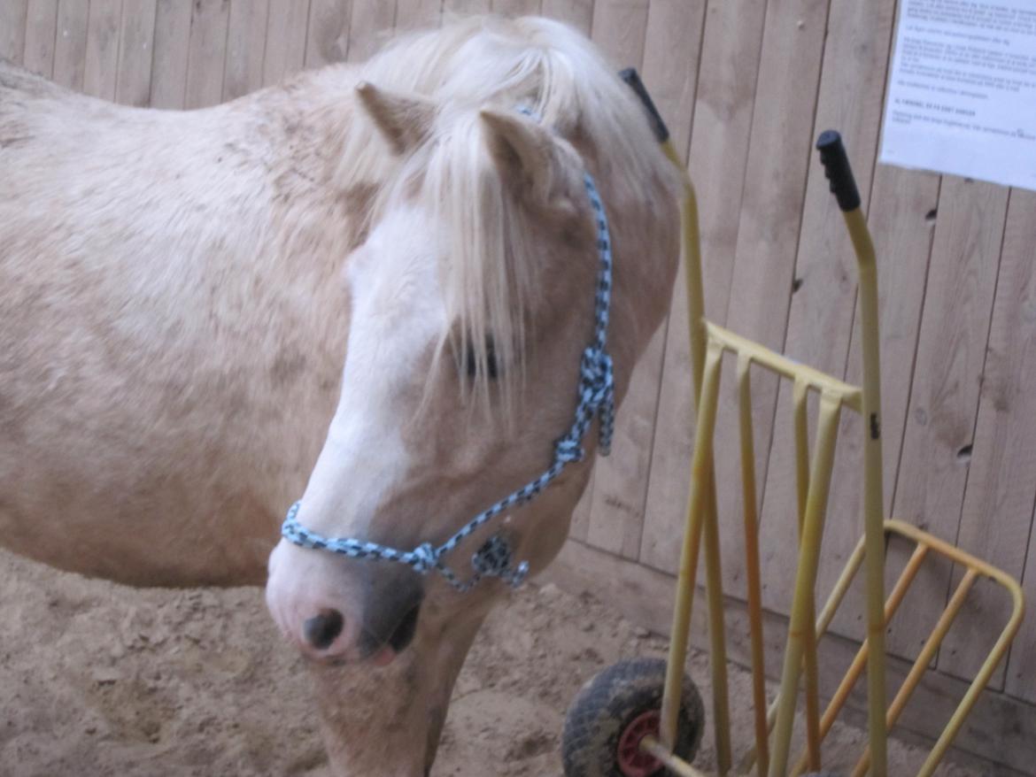 Welsh Pony (sec B) Sundance - Min smukke pony!! billede 11