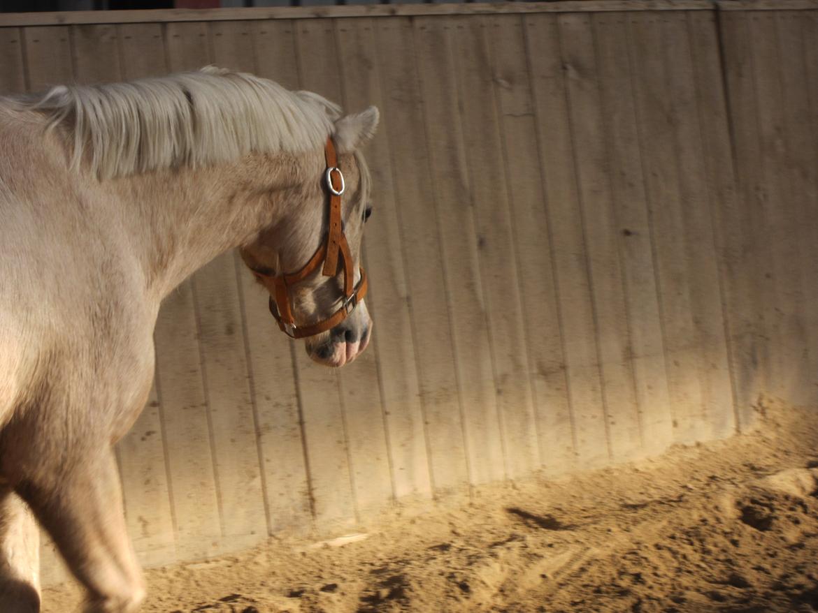 Welsh Pony (sec B) Sundance - Du betyder alt. billede 13