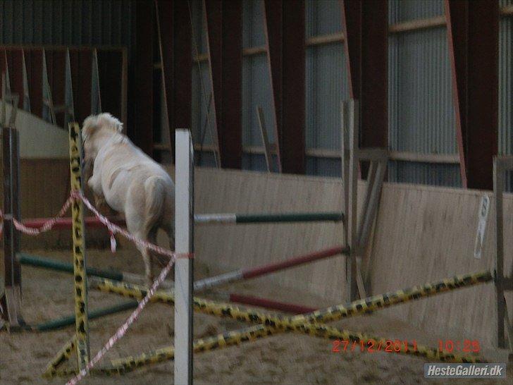 Welsh Pony (sec B) Sundance - I action XD billede 14