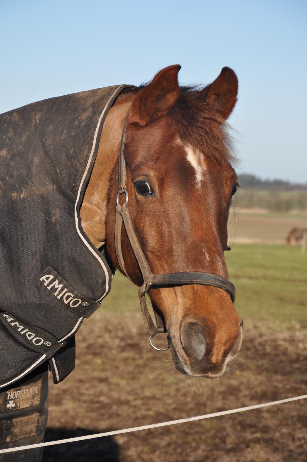 DSP Møgelholts Eternity - På fold <3 billede 10