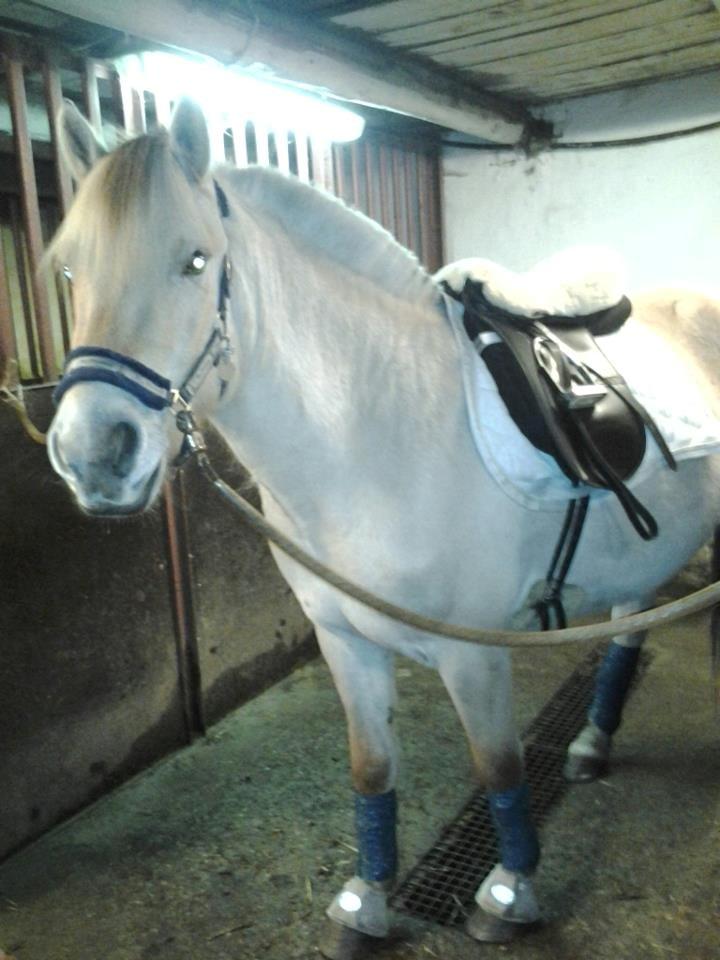 Fjordhest Ask billede 12