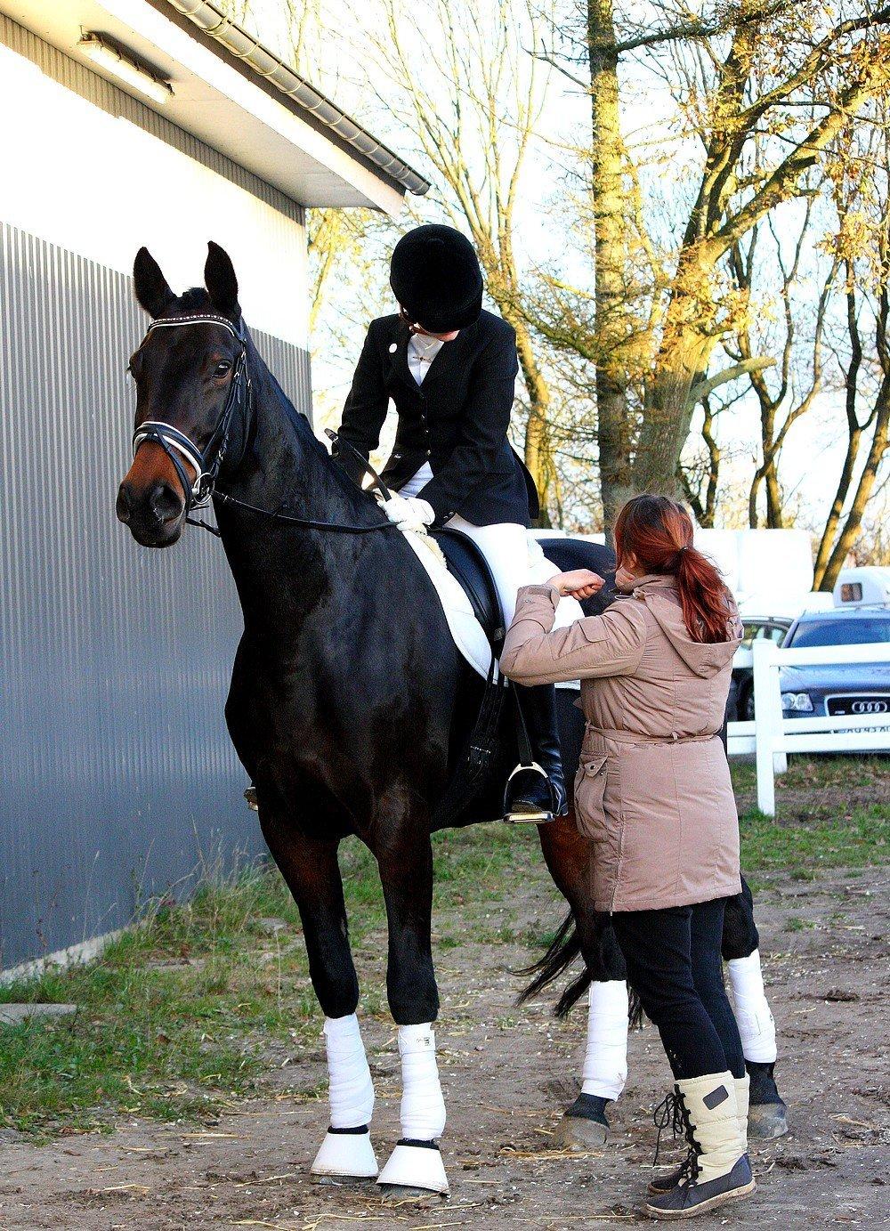 Dansk Varmblod Hestehavens Rebecca billede 2