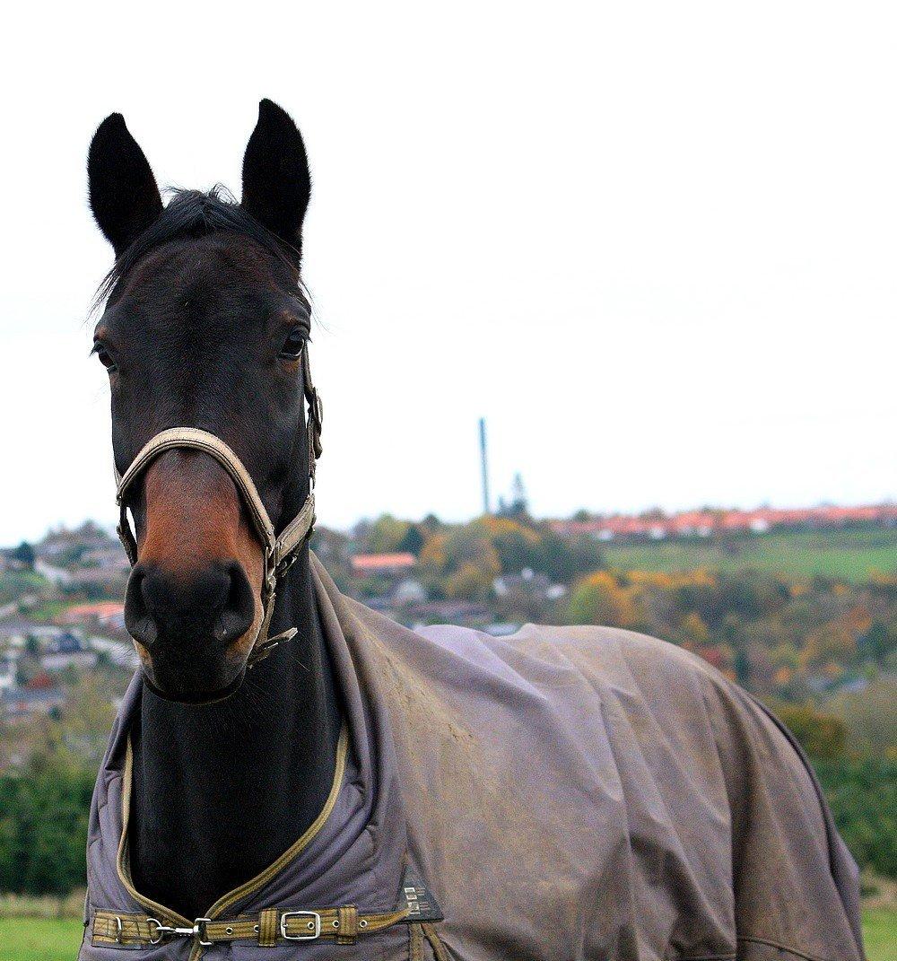 Dansk Varmblod Hestehavens Rebecca billede 4