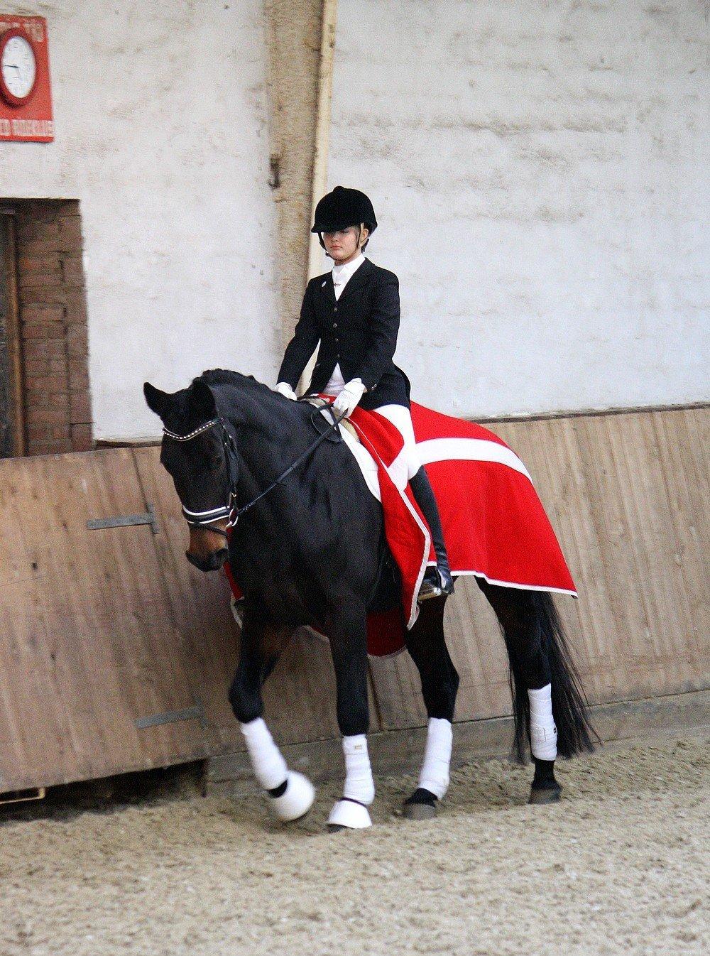 Dansk Varmblod Hestehavens Rebecca billede 5