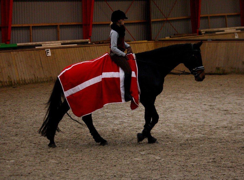 Dansk Varmblod Hestehavens Rebecca billede 12