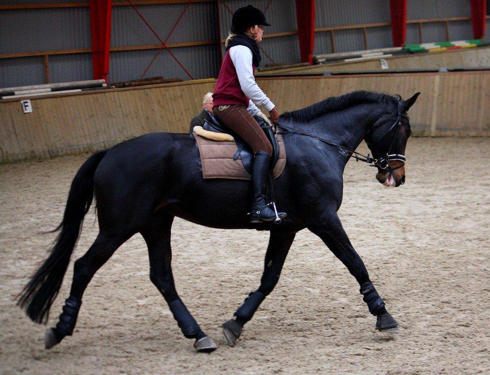 Dansk Varmblod Hestehavens Rebecca billede 13