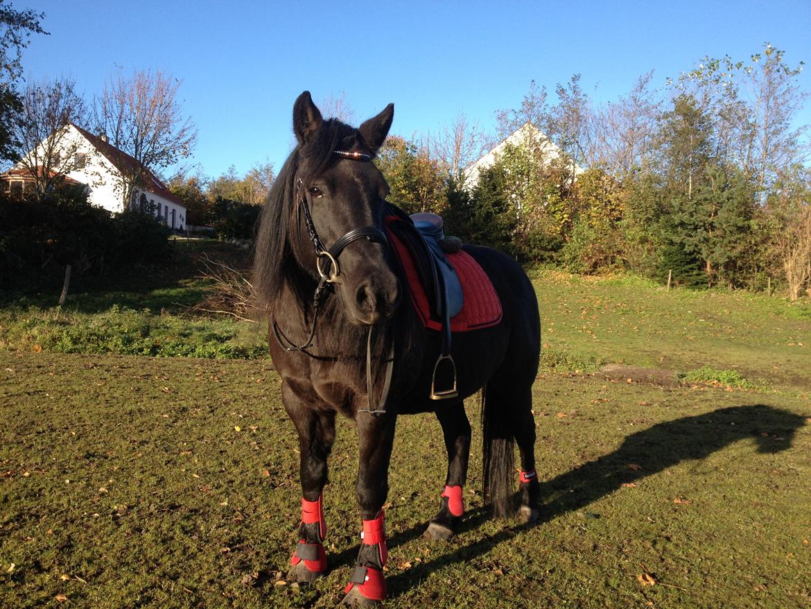 Anden særlig race Nørrelunds Sweetheart billede 3