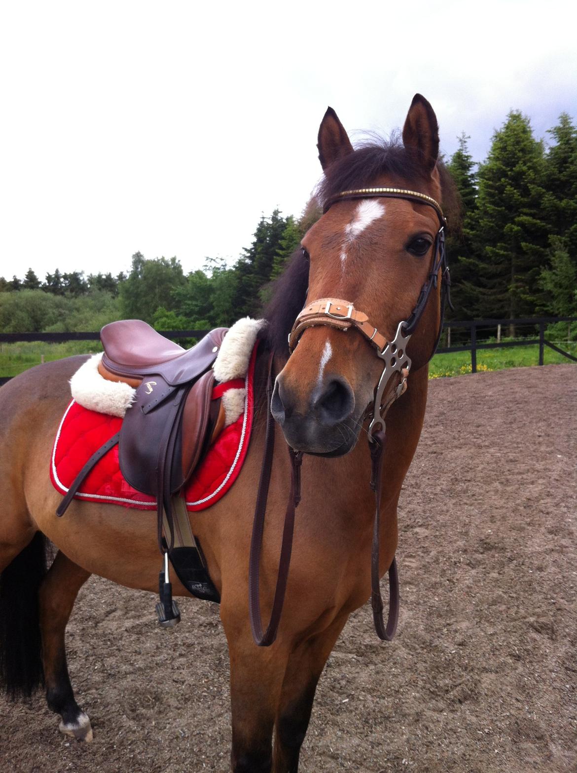 Belgisk Sportspony Icara <3 billede 17