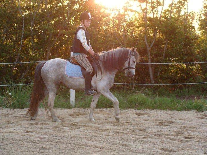 Anden særlig race Mollie  - Velkommen til Mollie's profil!<3 
Mollie under tilridening! billede 1