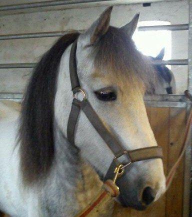 Anden særlig race Mollie  - Hygge i stalden med Mollie!<3 billede 3