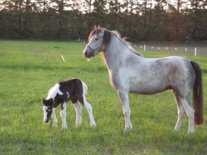 Anden særlig race Mollie  - Mollie sammen med hendes føl Asia! :') billede 5