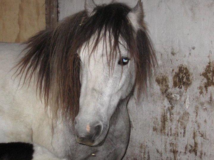 Anden særlig race Mollie  - Dagen efter Mollie har født!<3 billede 6