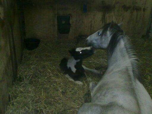 Anden særlig race Mollie  - Nuurh.!<3 billede 7