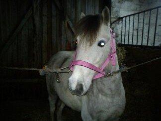 Anden særlig race Mollie  - :* billede 8