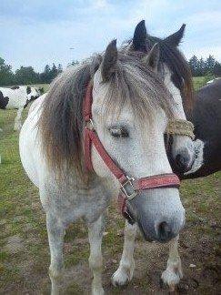 Anden særlig race Mollie  - På fold!<3 billede 11