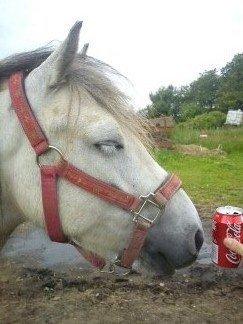 Anden særlig race Mollie  - Mmm.. Hun elsker bare Cola! :D  billede 12