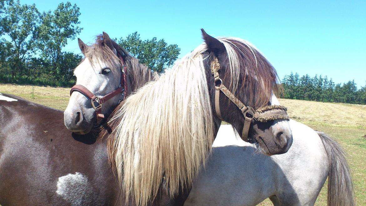 Anden særlig race Mollie  - Mor og datter!:* billede 13