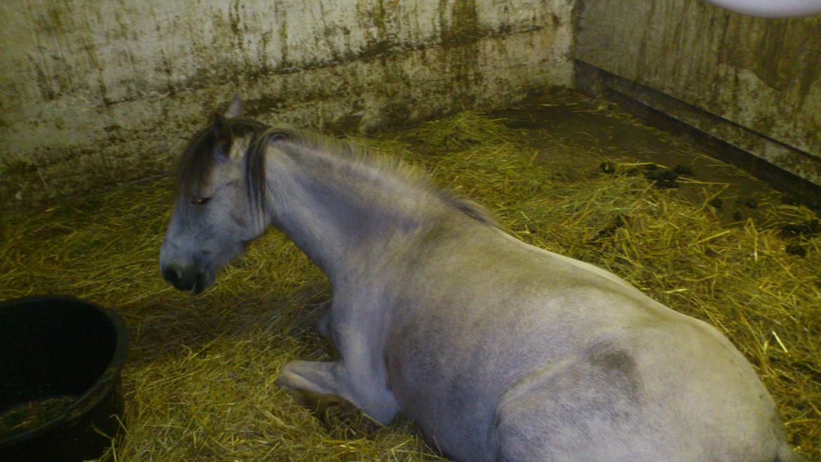 Anden særlig race Mollie  - Man kommer ned og finder sin elskede pony liggende ned i stalden!:* billede 14