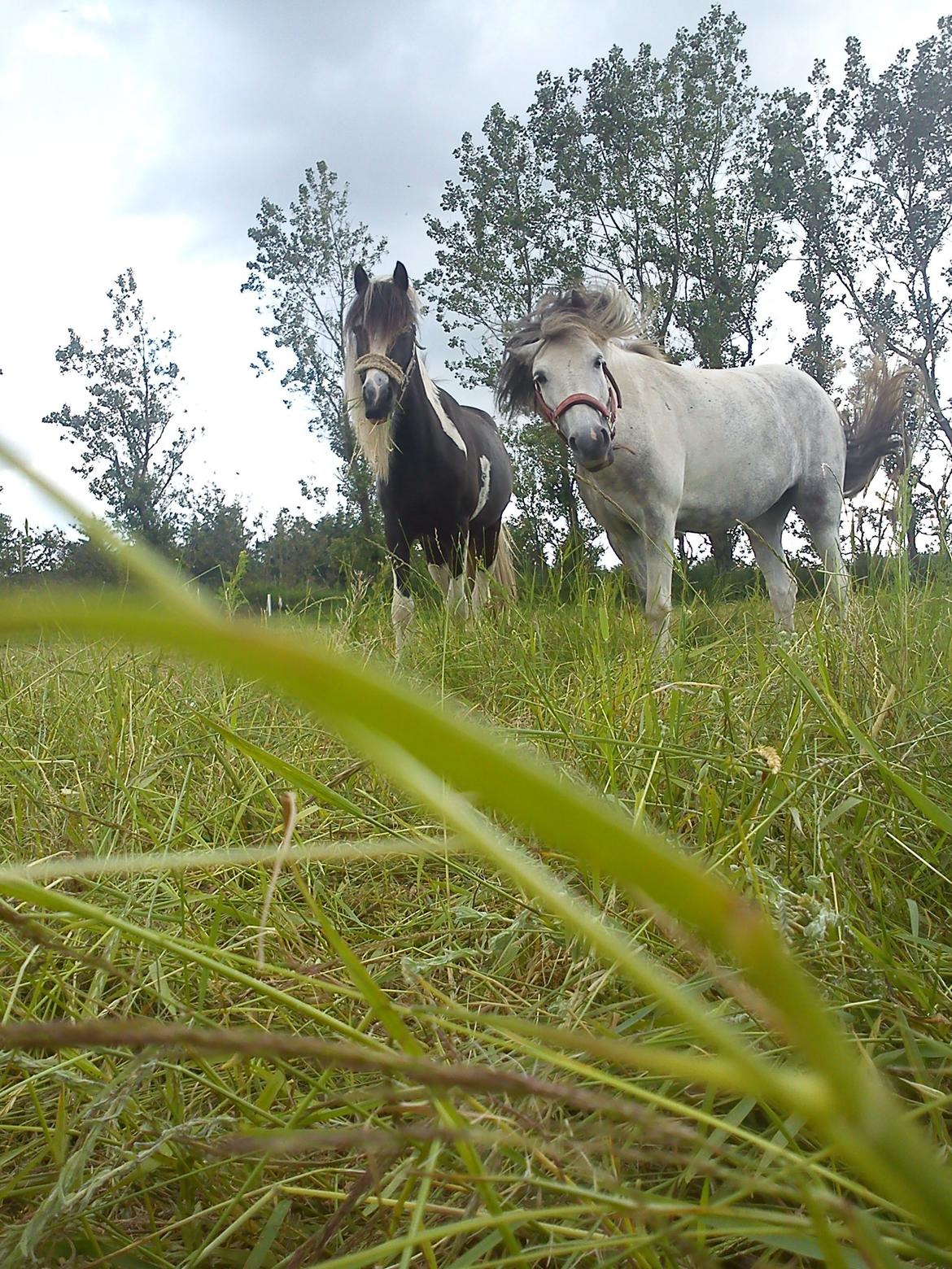 Anden særlig race Mollie  - Fjolle pony!<3  billede 15