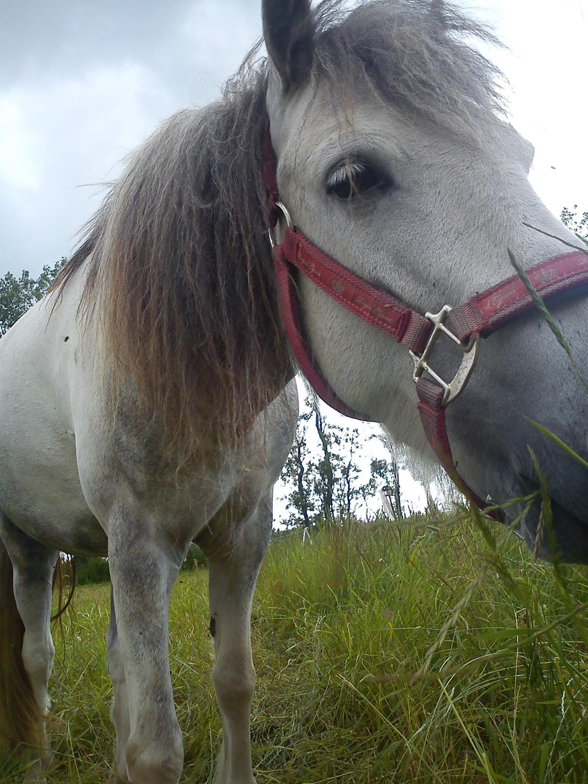 Anden særlig race Mollie  - ..<3 billede 16