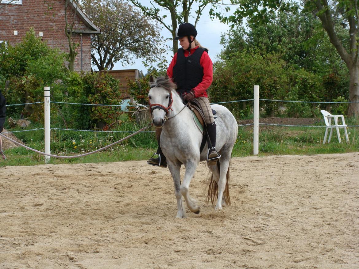 Anden særlig race Mollie  - Under tilridning! billede 18