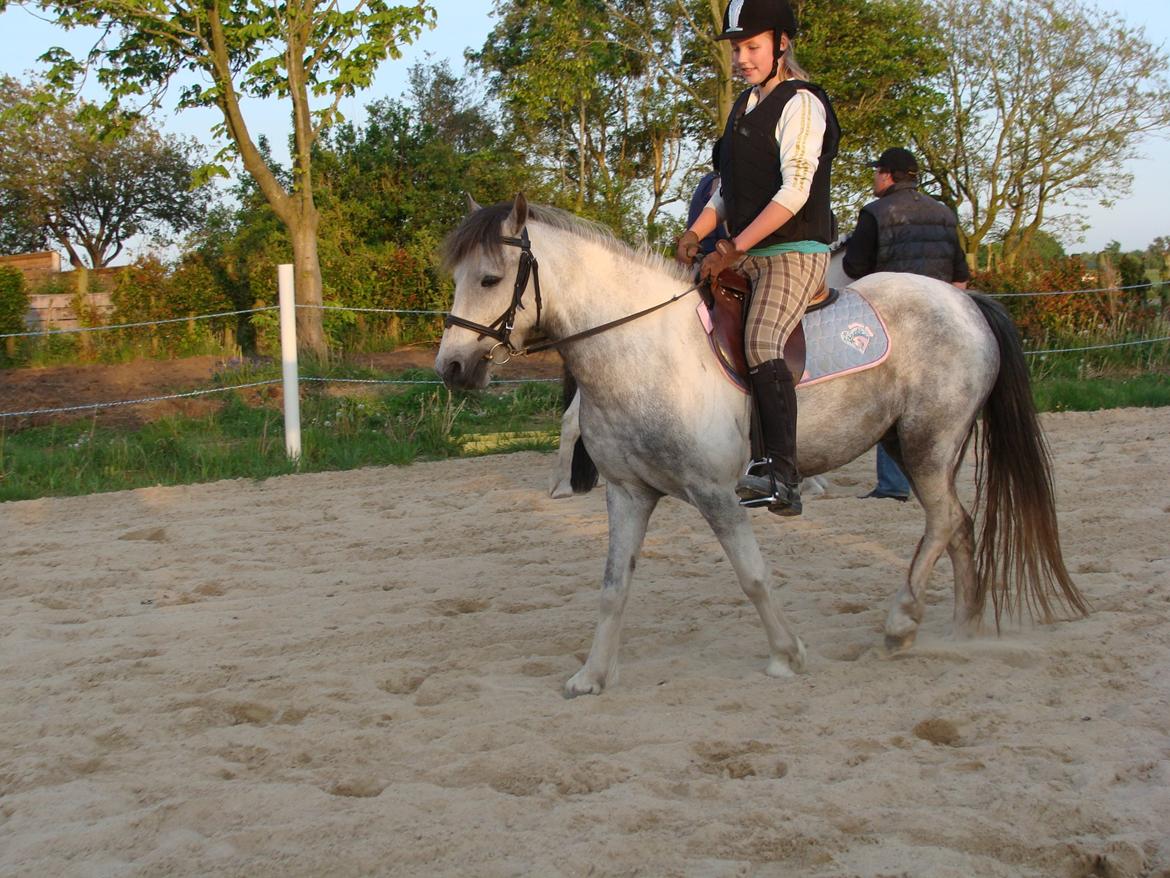 Anden særlig race Mollie  - Under tilridning! billede 19