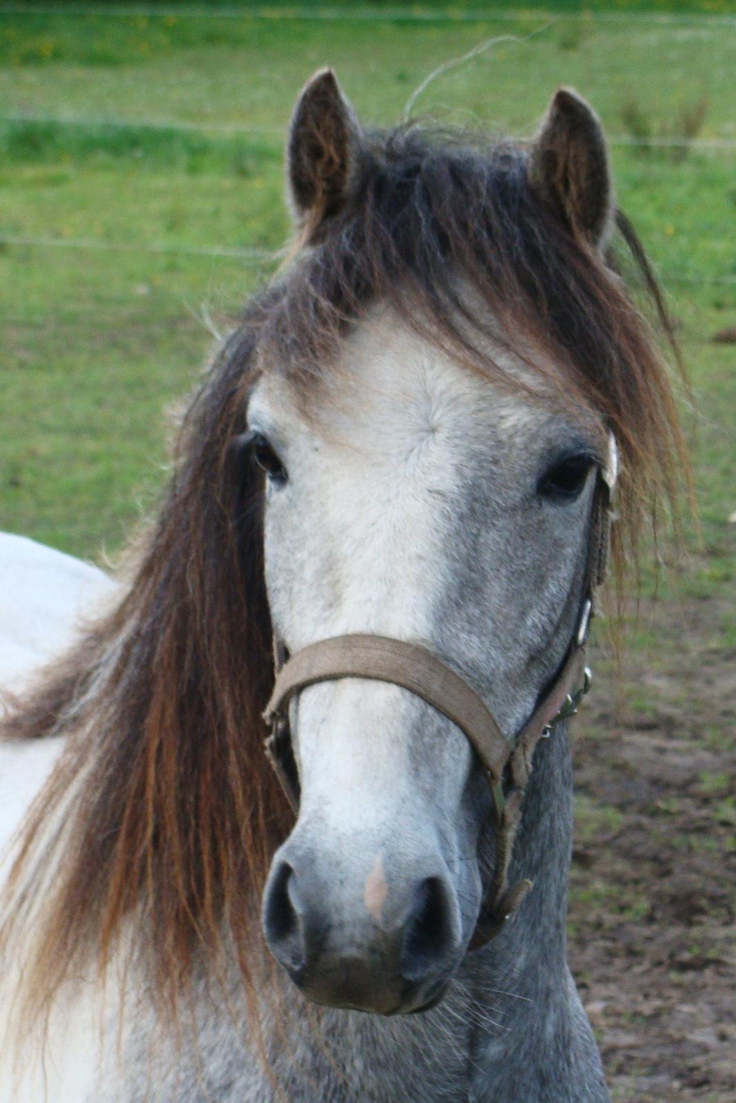 Anden særlig race Mollie  - Tak fordi i så med! 
Mollie jeg elsker dig!:* billede 20
