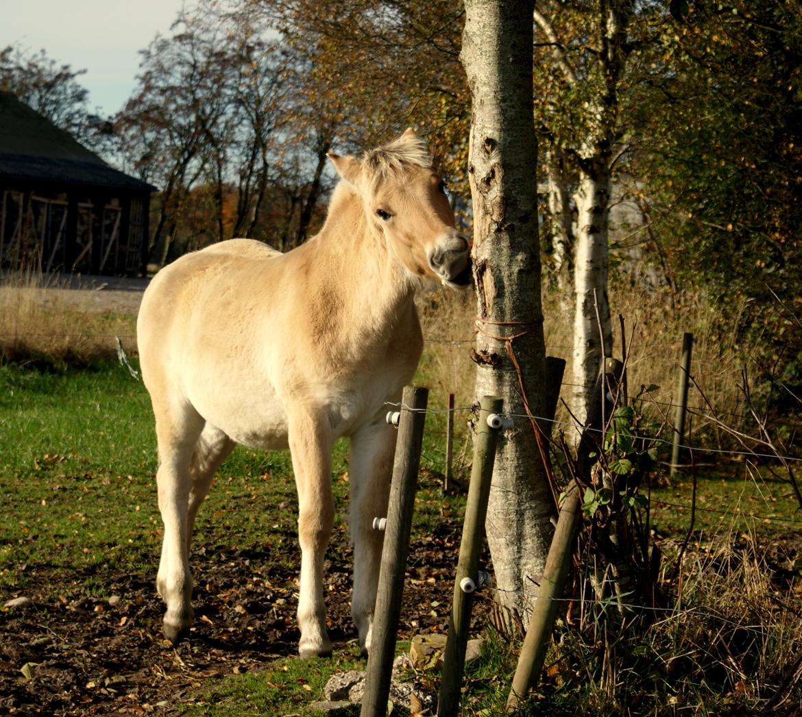 Fjordhest Klostermarkens Freja billede 2