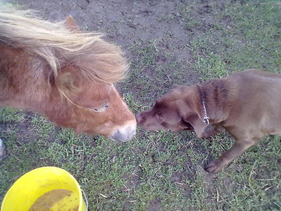Shetlænder Tulle - Nuurh! Tulle og Mokka hilser lige <3 billede 9