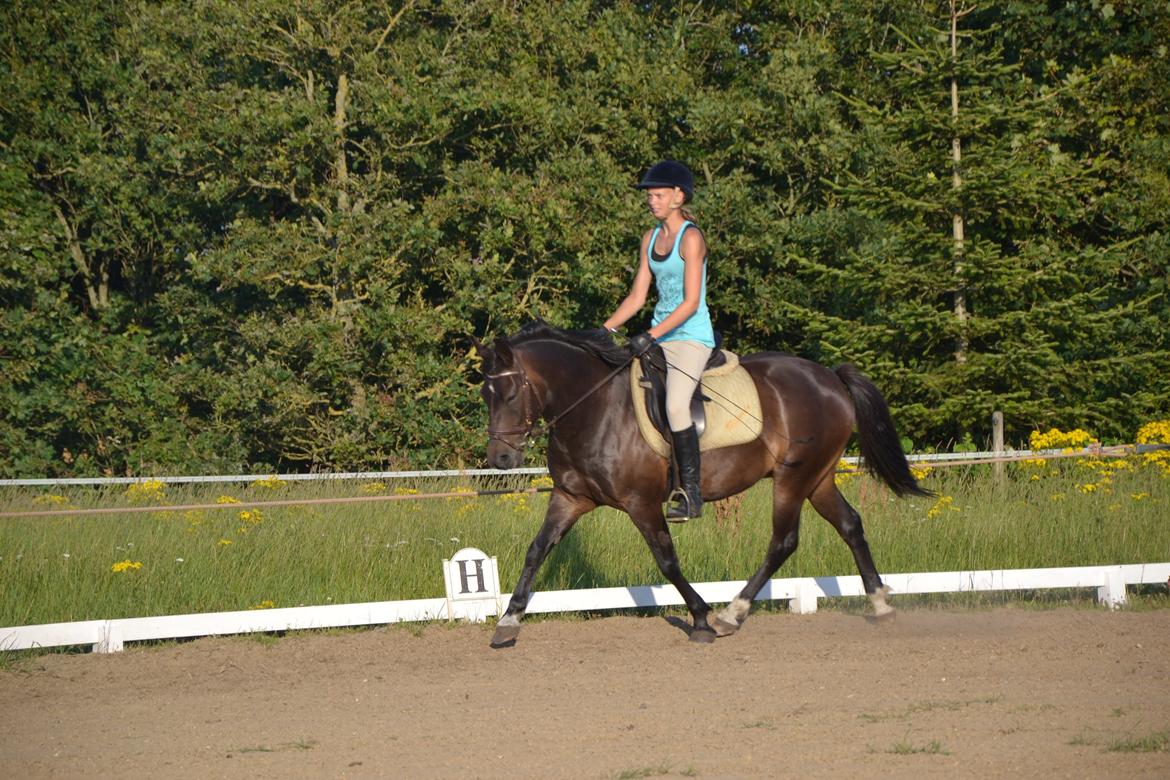 New Forest Krondalens Dropan - Super trav billede 9