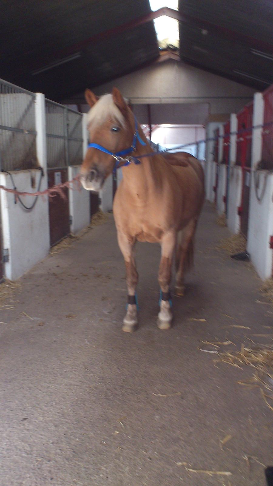Haflinger Bosse *EUR* (Red) - Bosse med sin vinterklipning:)
Foto: mig billede 6