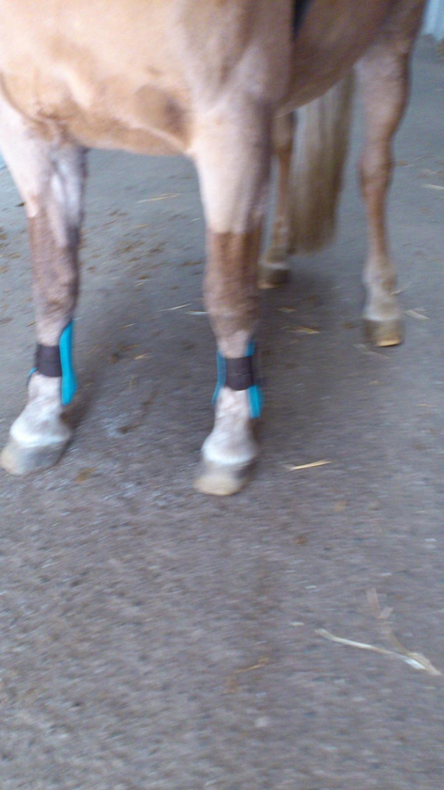 Haflinger Bosse *EUR* (Red) - Sære benstilling xD
Foto: mig billede 7