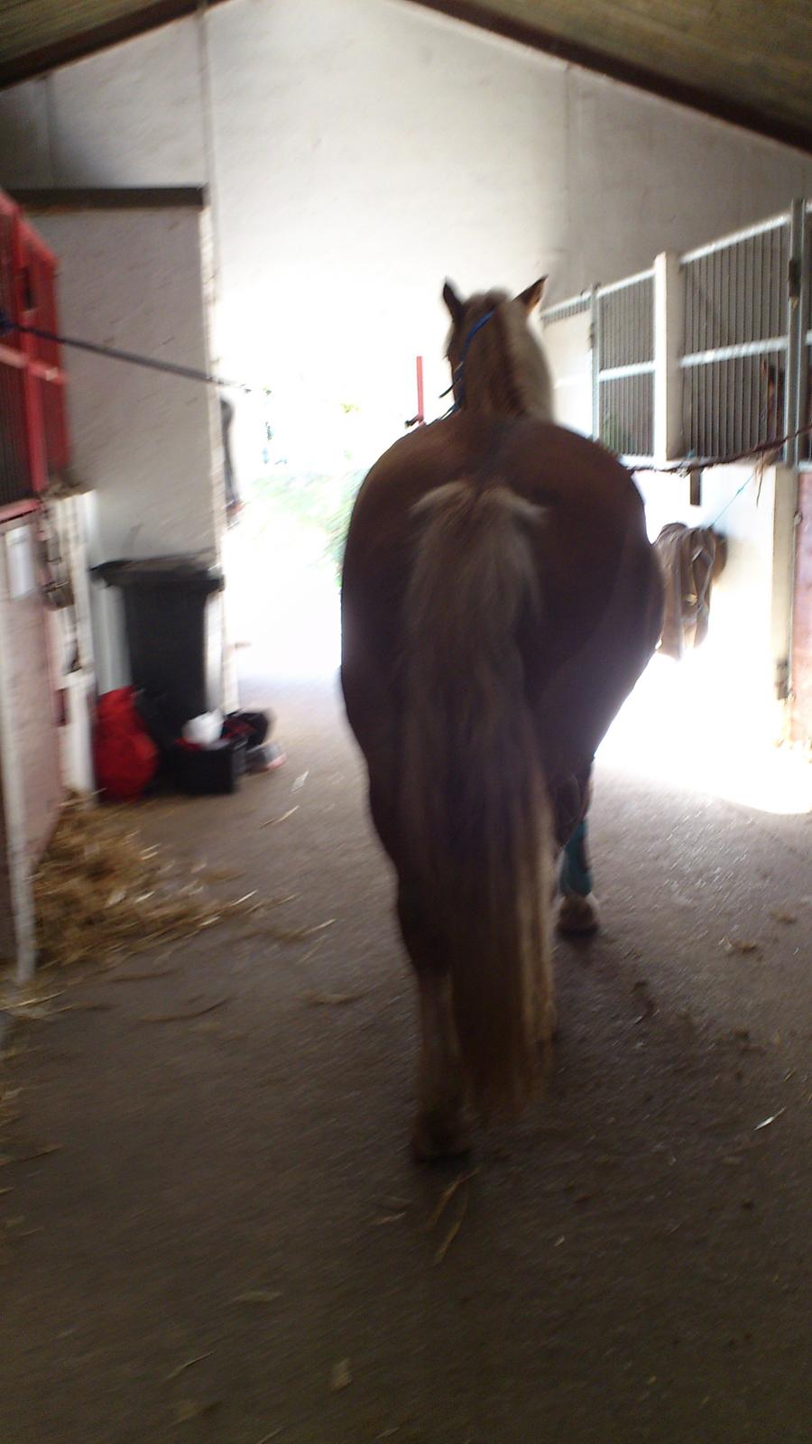 Haflinger Bosse *EUR* (Red) - Bagfra!
Foto: mig  billede 8